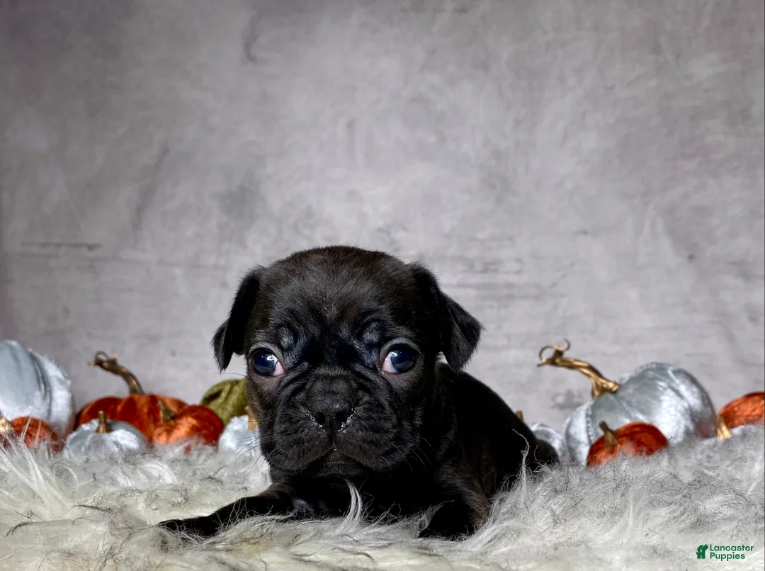 Mixed Breed dogs for sale: Miss Mabel  - Ad 2
