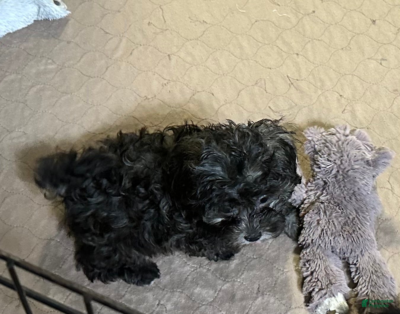 Shihpoo dogs Shihpoo 3 - Ad 26