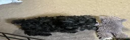 Shihpoo dogs for sale: Shihpoo 3 - Ad 1
