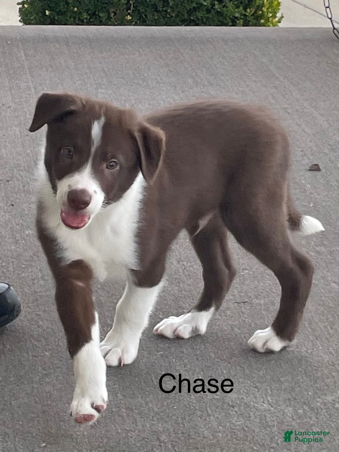 Border Collie dogs Border Collie Puppy 1 Chase - Ad 30