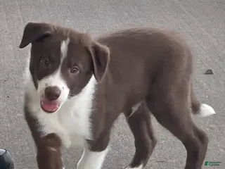 Border Collie dogs Border Collie Puppy 1 Chase - Ad 36