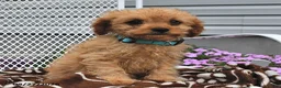 Cavapoo dogs for sale: Curtis - Ad 4