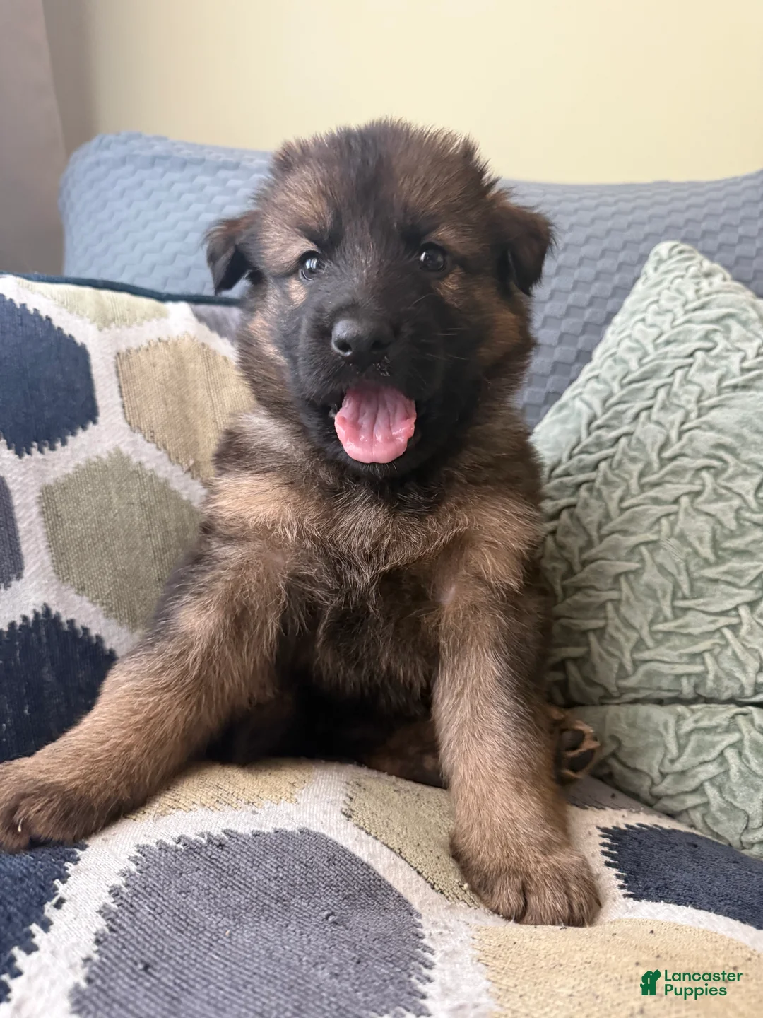 German Shepherd dogs for sale: German Shepherd Puppy 8-Pink - Ad 2