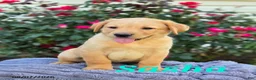 Labrador Retriever dogs for sale: Sasha - Ad 1