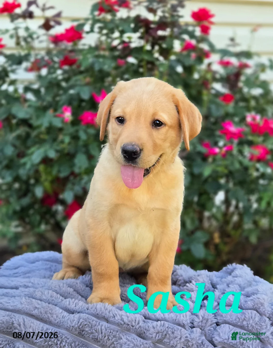 Labrador Retriever dogs for sale: Sasha - Ad 1