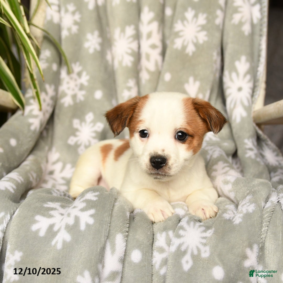 Mixed Breed dogs for sale: Marshmallow - Ad 3