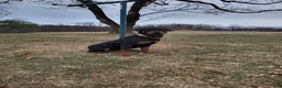 Rottweiler dogs for sale: Jack  - Ad 8