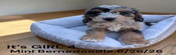 Mini Bernedoodle dogs for sale: Mini Bernedoodle 4 - Ad 1