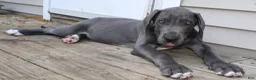 Great Dane dogs for sale: Diamond - Ad 9