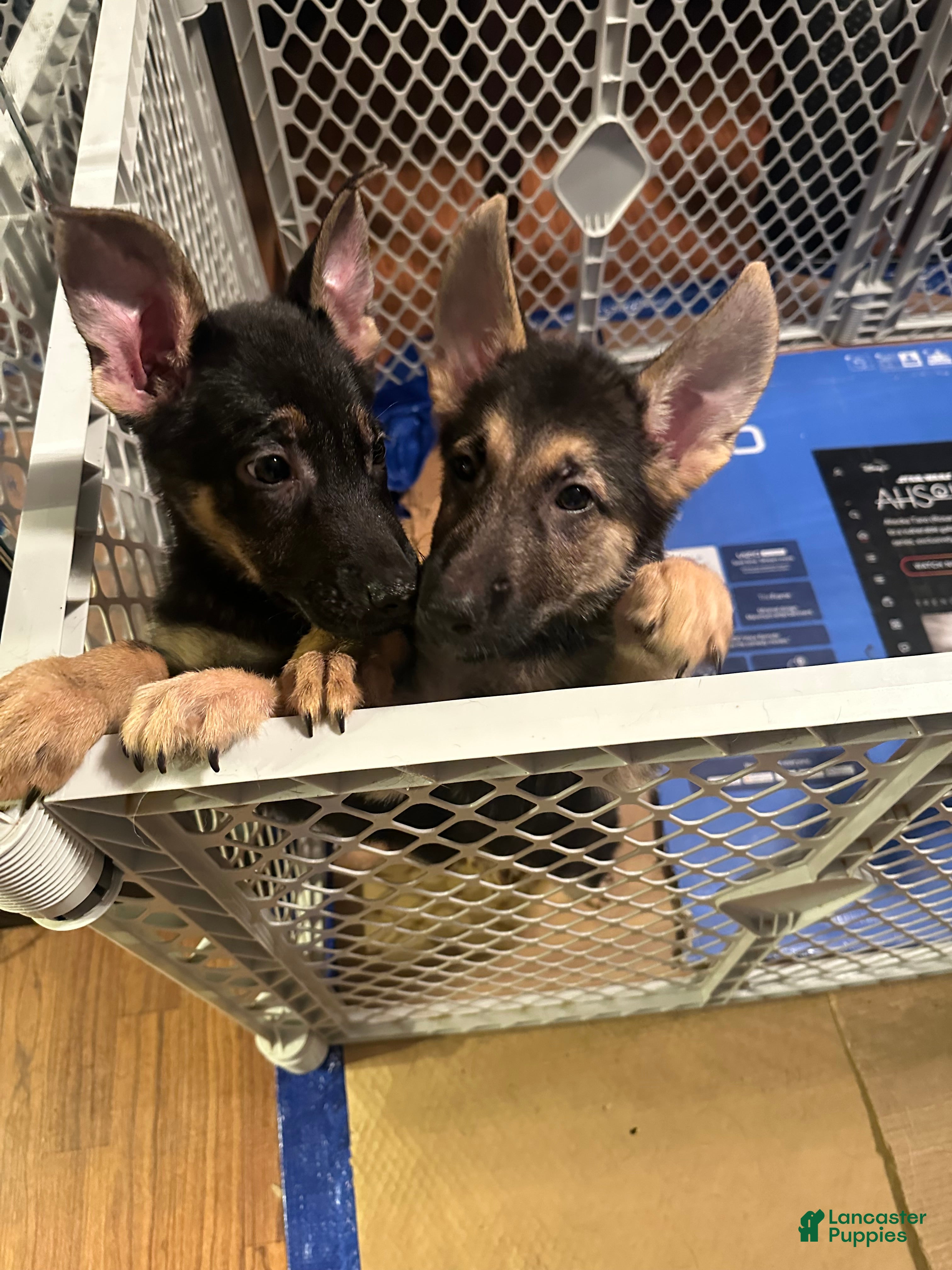 German Shepherd dogs for sale: German Shepherd 2 - Ad 16