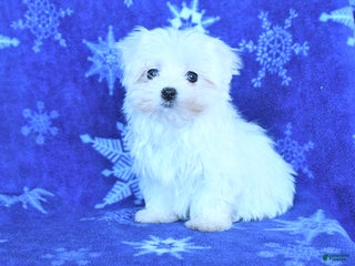 Maltese dogs Clark - Ad 23