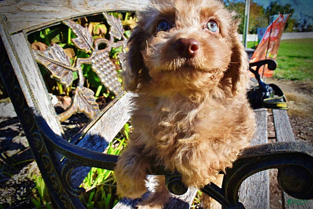 Havapoo dogs for sale: Indigo - Ad 5