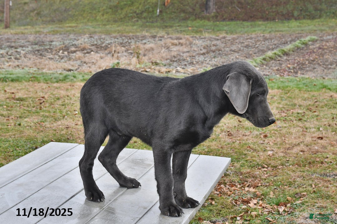 Labrador Retriever dogs for sale: Cash - Ad 2