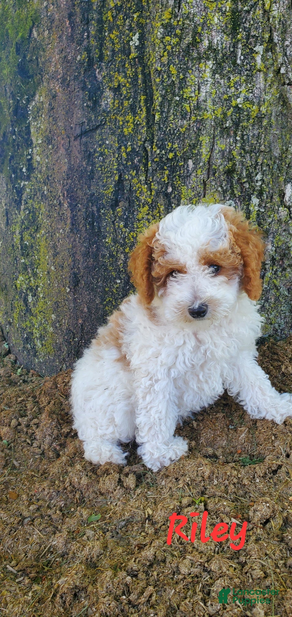 Toy Poodle dogs Riley - Ad 2