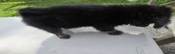 Pomchi dogs for sale: Mittens - Ad 12