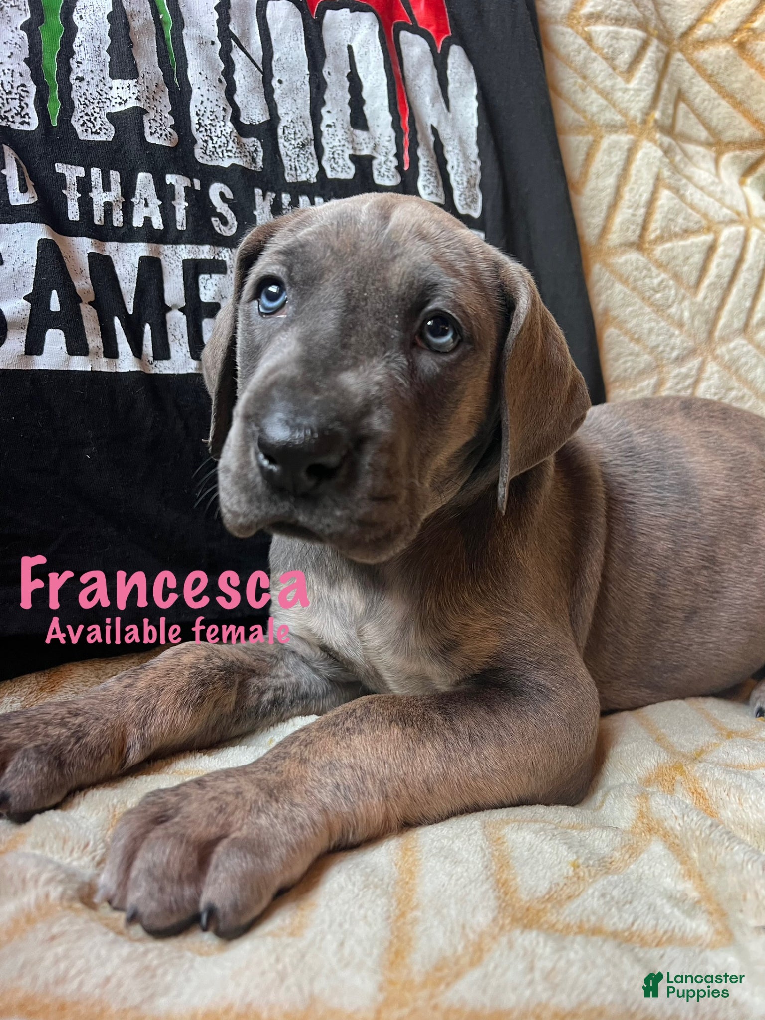 Great Dane dogs Francesca  - Ad 3