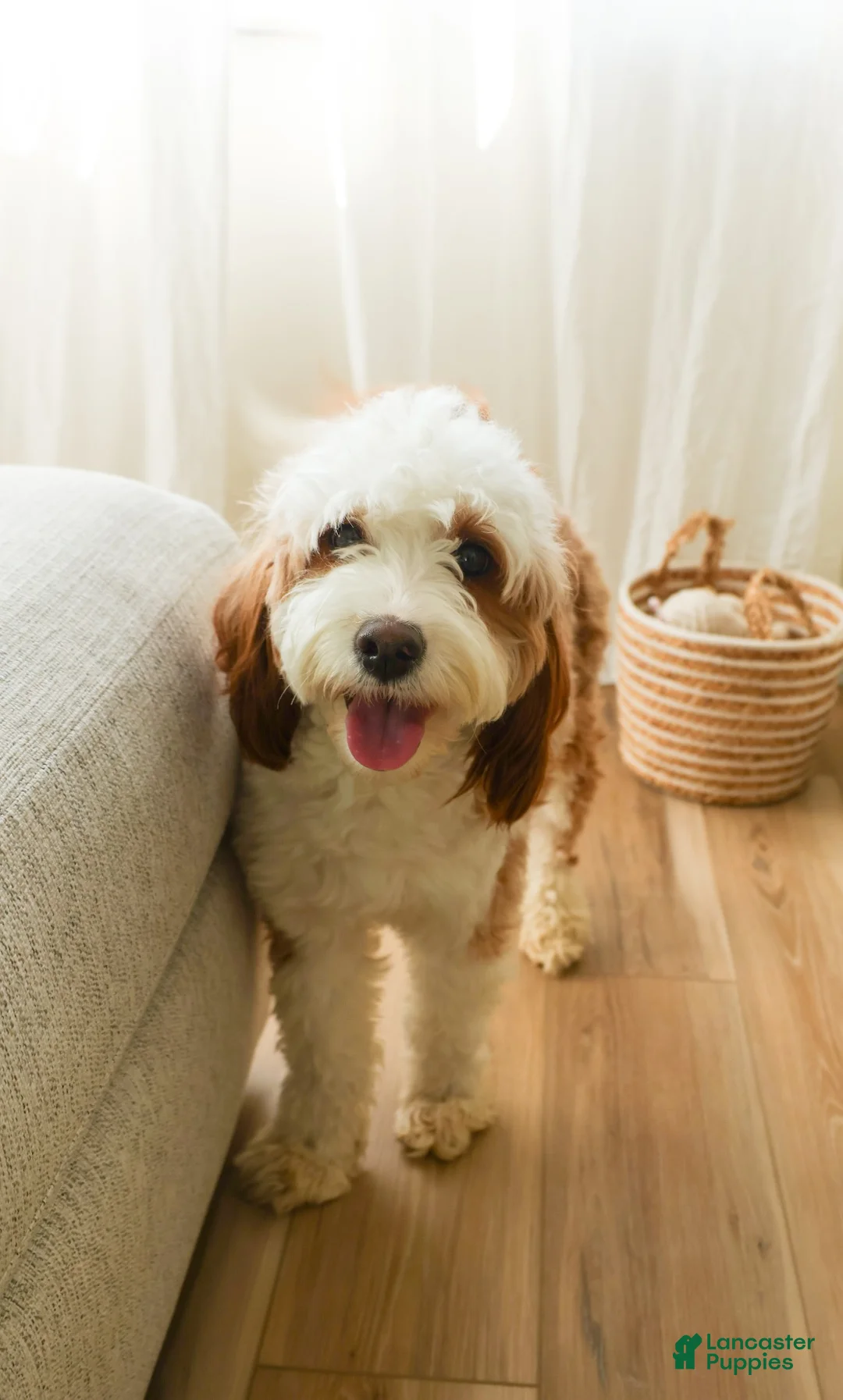 Bernedoodle dogs for sale: Luna  - Ad 5