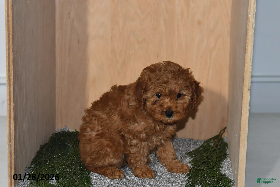 Mini Goldendoodle dogs for sale: Jade - Ad 3
