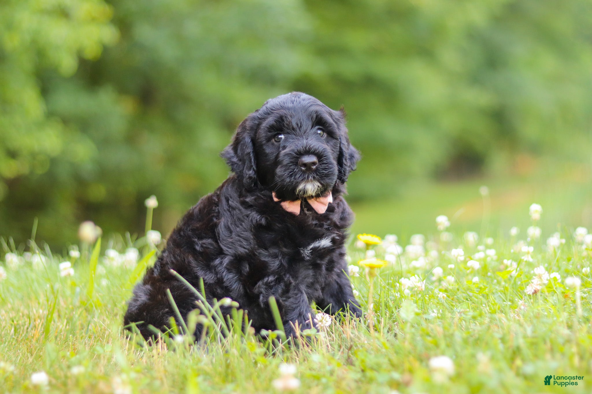 Portuguese Water Dog dogs Reese - Ad 2