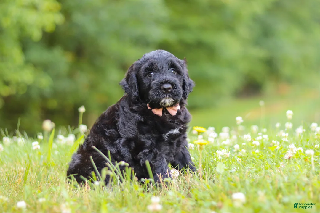 Portuguese Water Dog dogs for sale: Reese - Ad 2