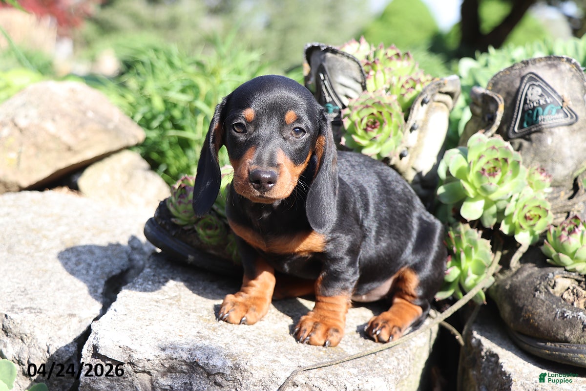 Miniature Dachshund dogs Ava  - Ad 1