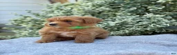 Toy Poodle dogs for sale: Pixie - Ad 12