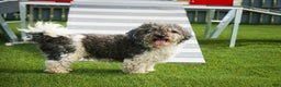 Havanese dogs for sale:  Snickerdoodle - Ad 9