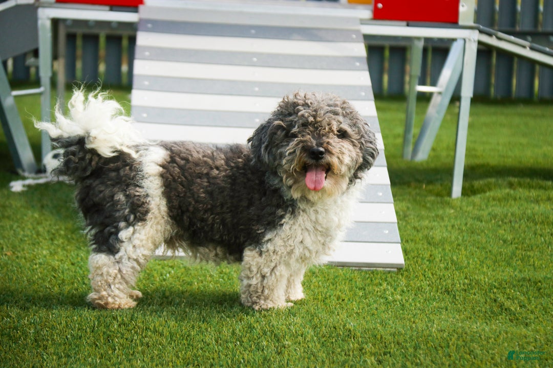 Havanese dogs for sale:  Snickerdoodle - Ad 9