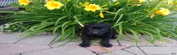 Labrador Retriever dogs for sale: skipper - Ad 1