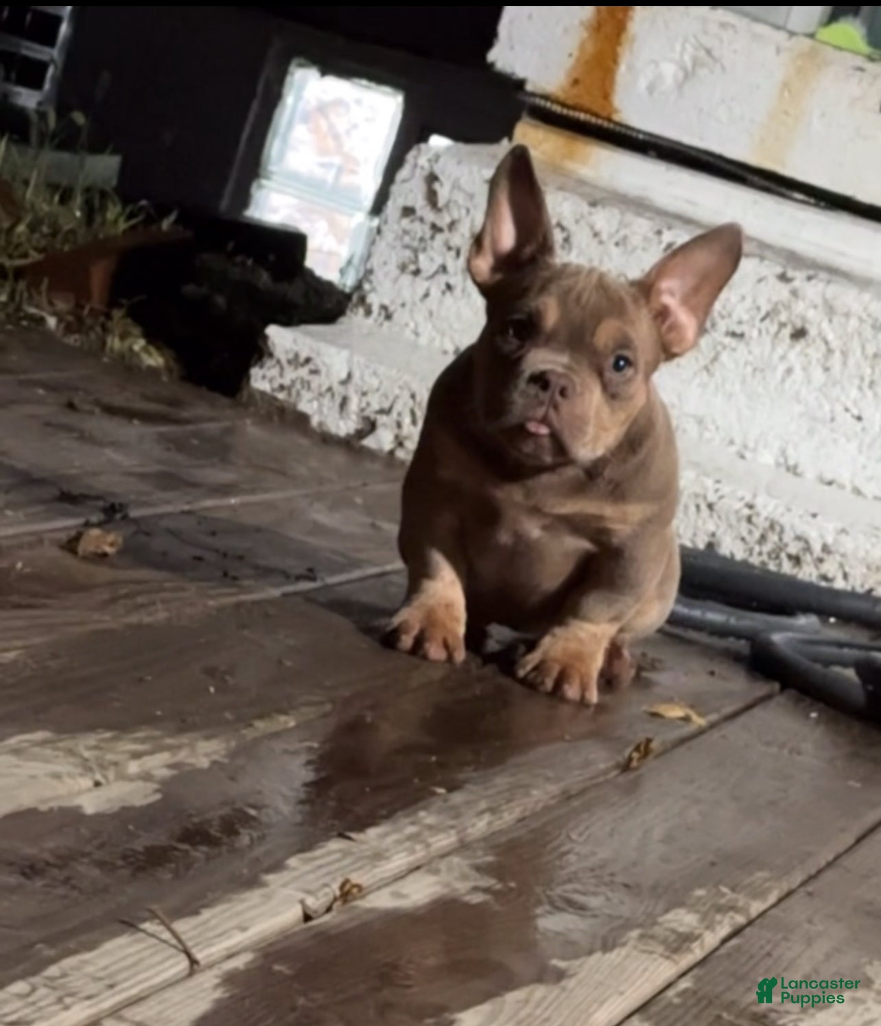 American Bully dogs Pinky 🌸 - Ad 1