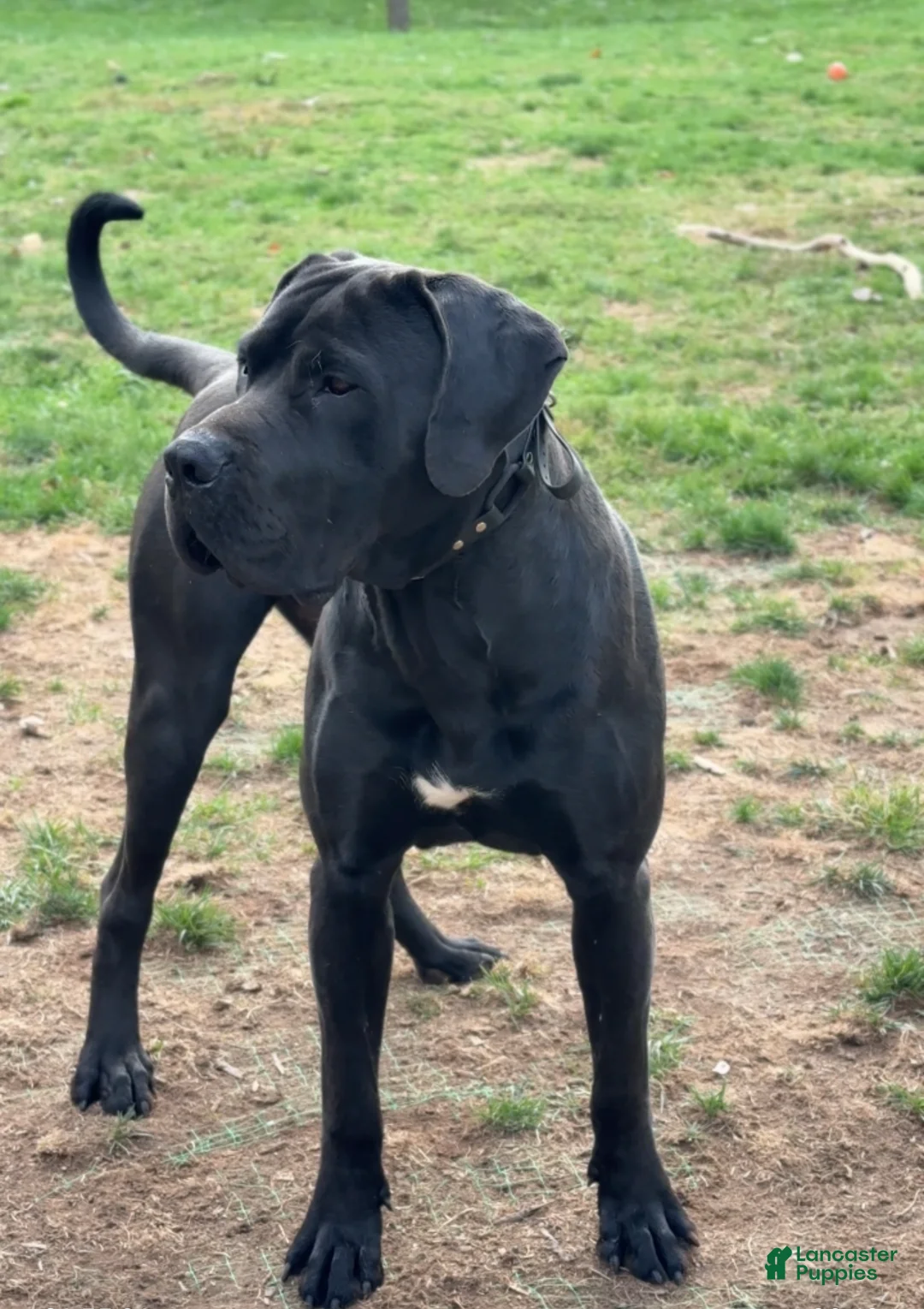 Mixed Breed dogs for sale: Dark Pink Collar Female - Ad 7