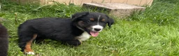 Miniature Australian Shepherd dogs for sale: Miniature Australian Shepherd Puppy 10 - Ad 5