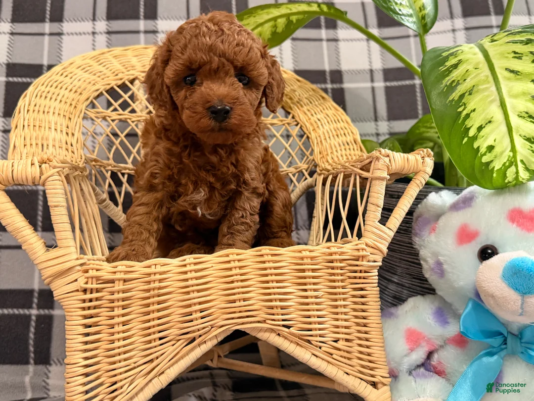 Toy Poodle dogs for sale: Ruby - Ad 1