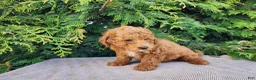 Mini Bernedoodle dogs for sale: Blake - Ad 13