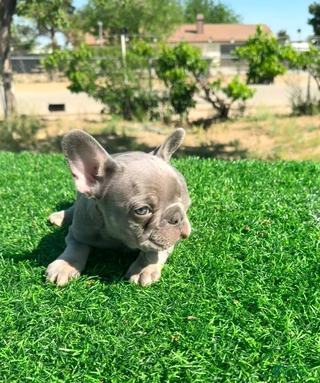 French Bulldog dogs for sale: IDRIS - LILAC TAN ADORABLE LIL GUY - Ad 9