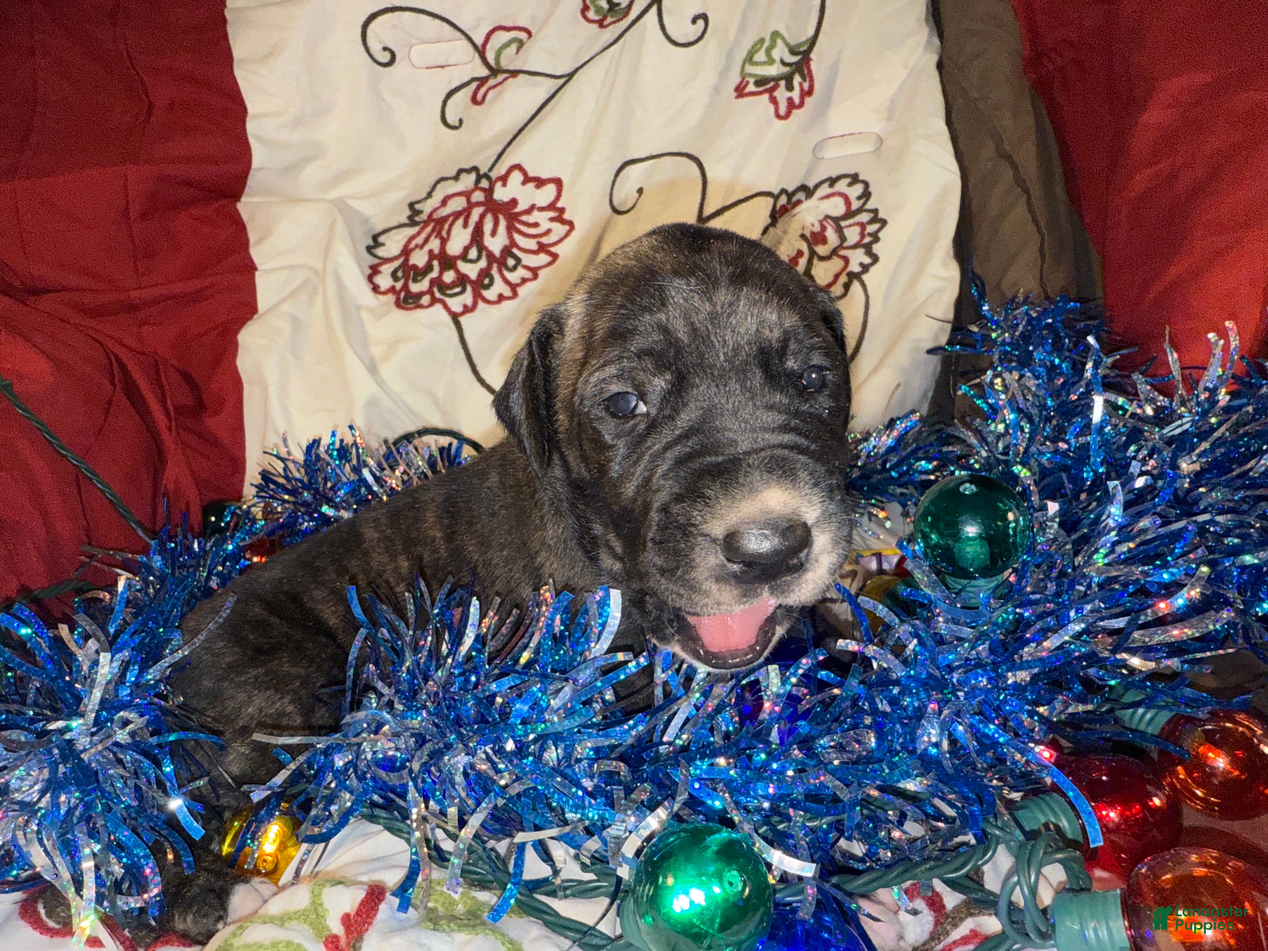 Great Dane dogs Mylar - Ad 37