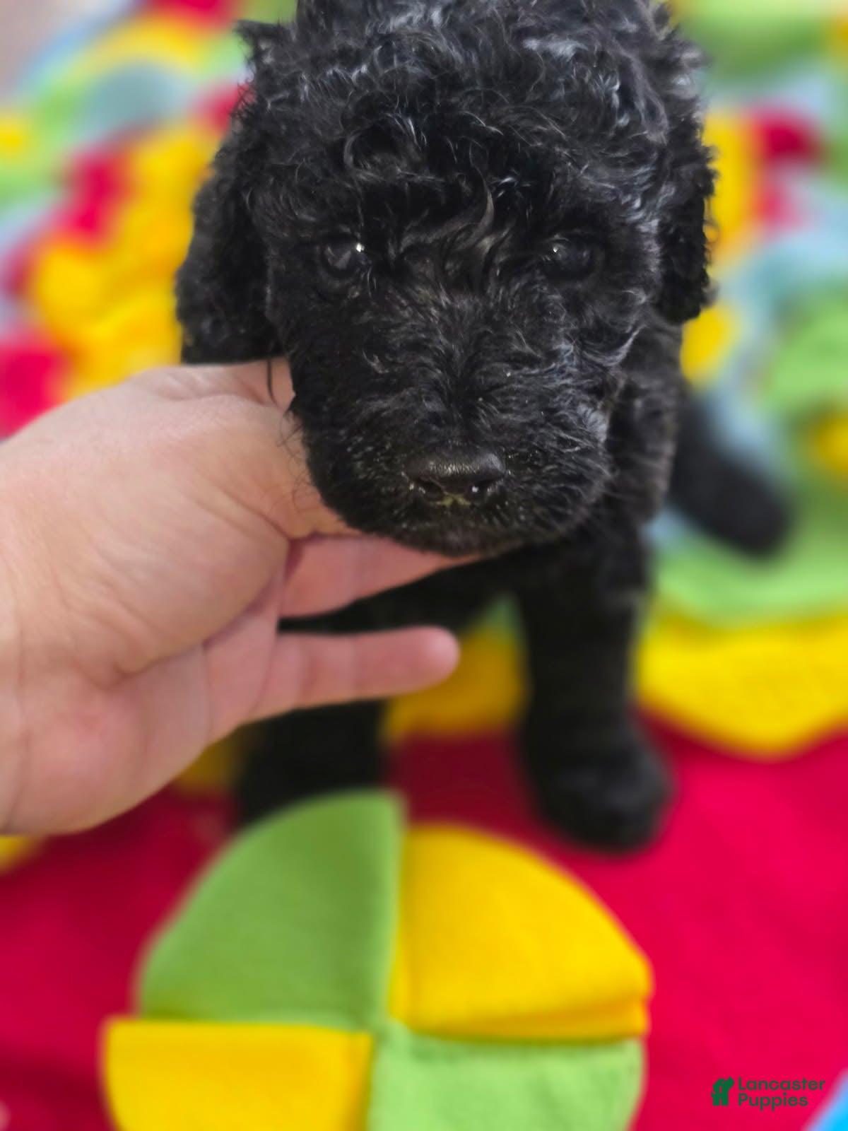 Goldendoodle dogs Mini Goldendoodle Male - Ad 15