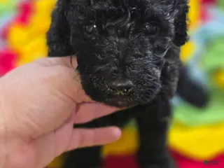 Goldendoodle dogs Mini Goldendoodle Male - Ad 15