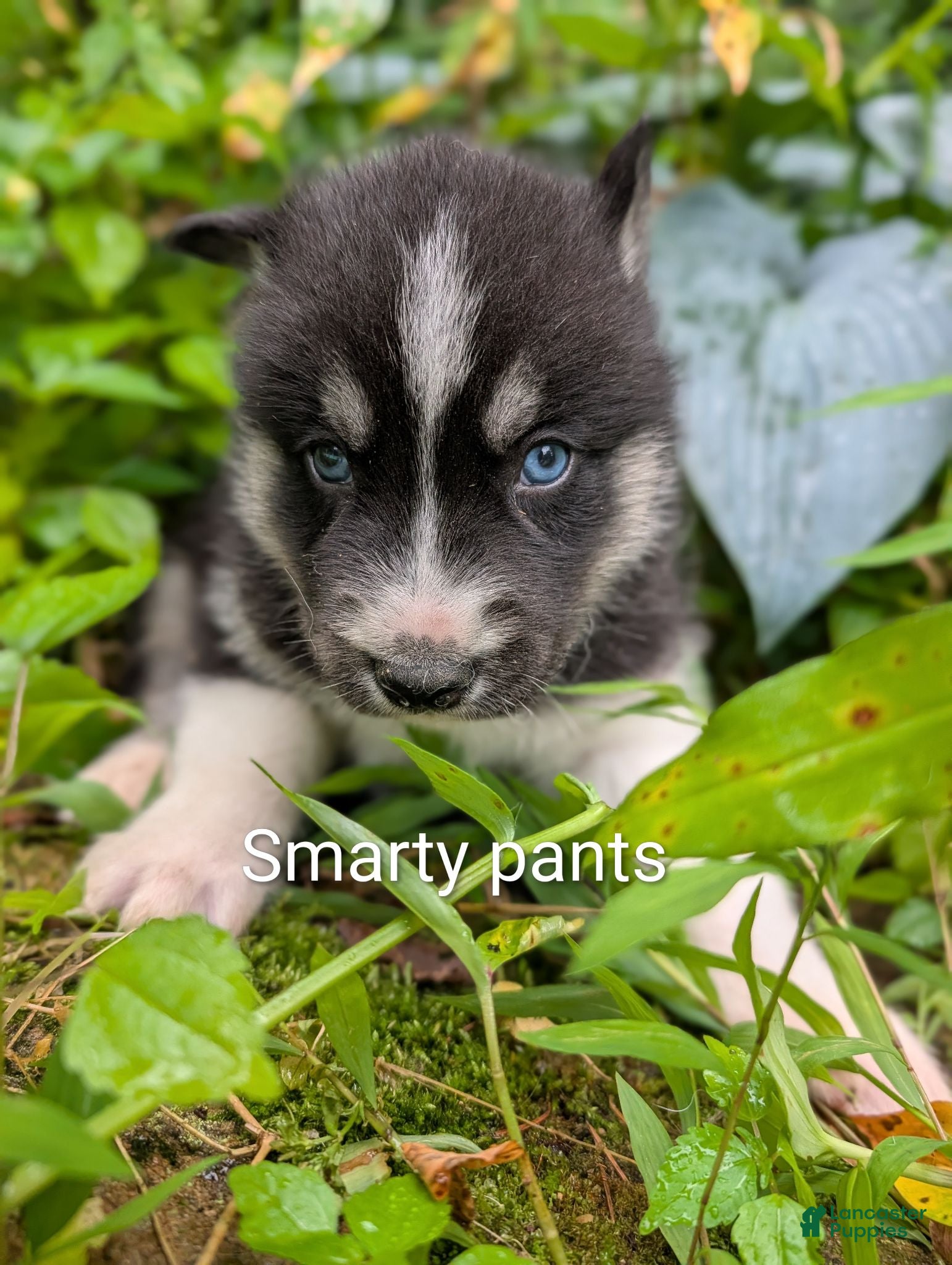 Siberian Husky dogs Smarty Pants - Ad 1