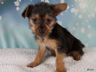 Yorkshire Terrier dogs Kira - Ad 4