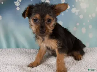 Yorkshire Terrier dogs Kira - Ad 29