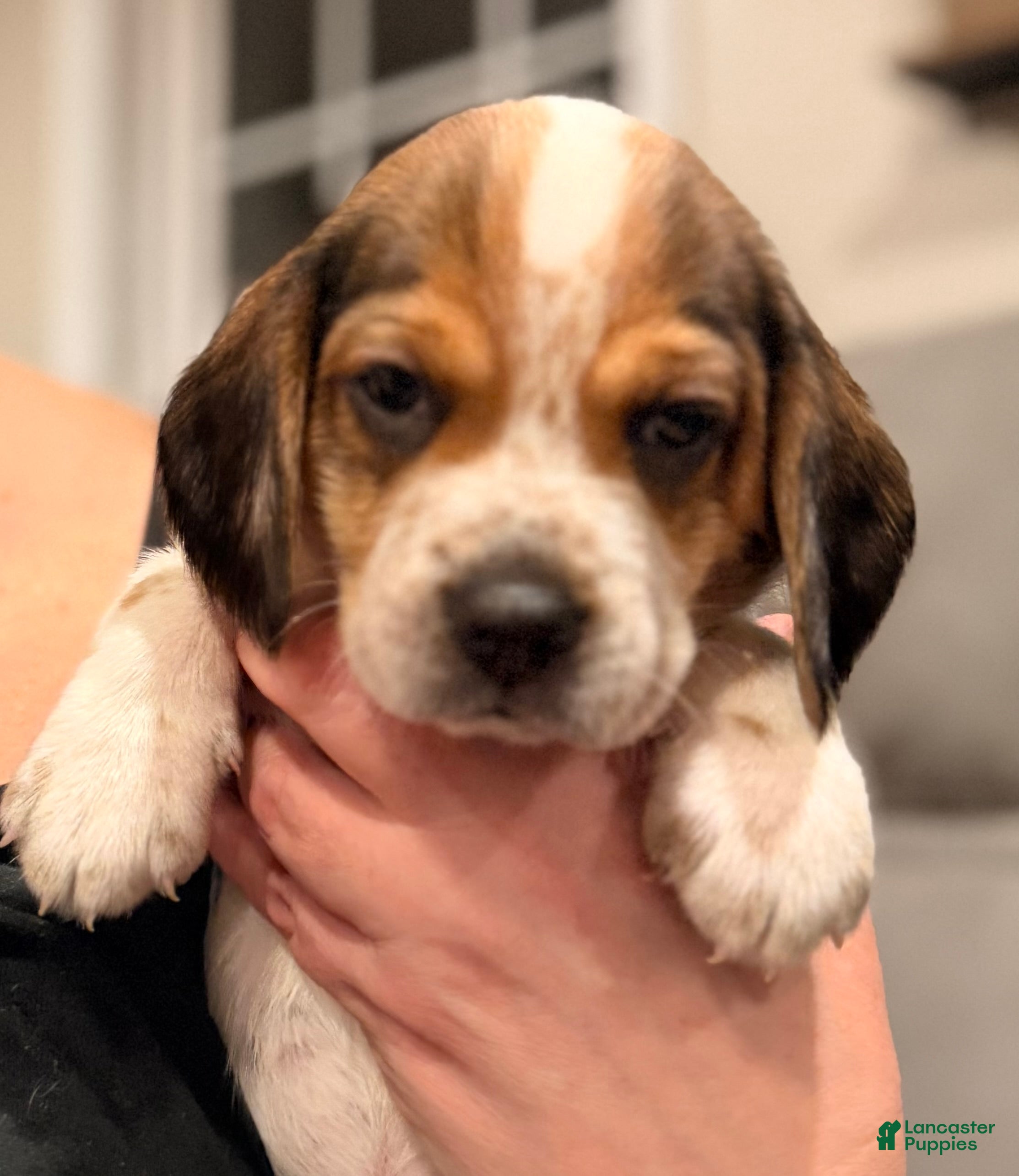 Beagle dogs Beagle Puppy 4 - Ad 14