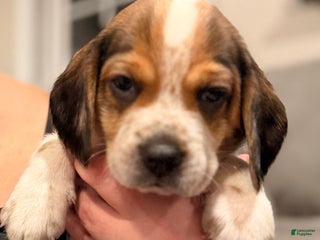 Beagle dogs Beagle Puppy 4 - Ad 7