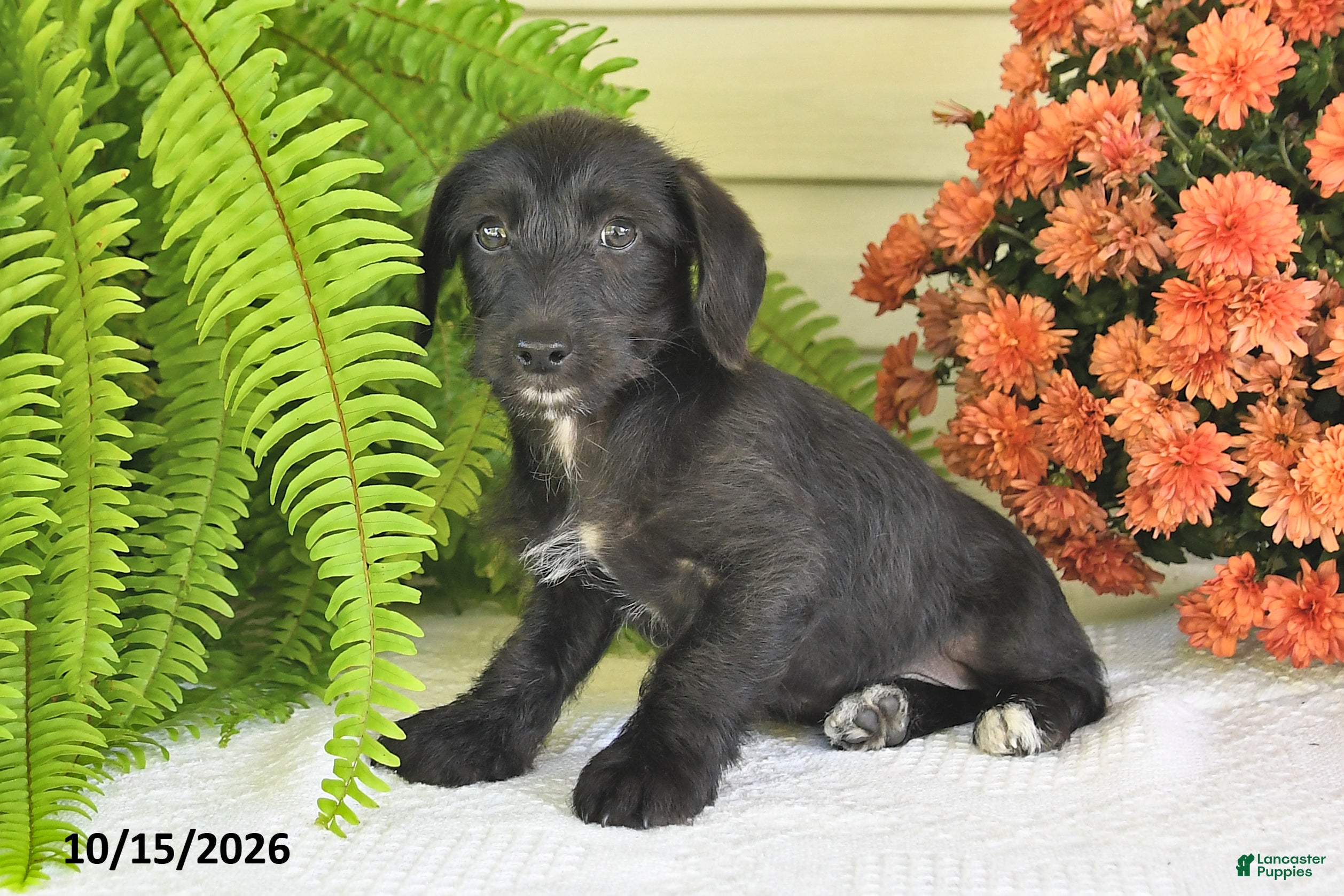 Mixed Breed dogs Midnight - Ad 2
