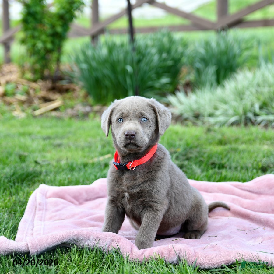 Labrador Retriever dogs Ebony - Ad 1