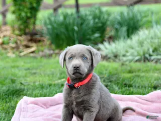 Labrador Retriever dogs for sale: Ebony - Ad 2
