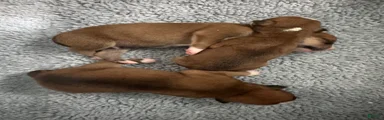 American Bulldog Puppy 1