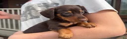 Miniature Dachshund dogs for sale: Lucy - Ad 4