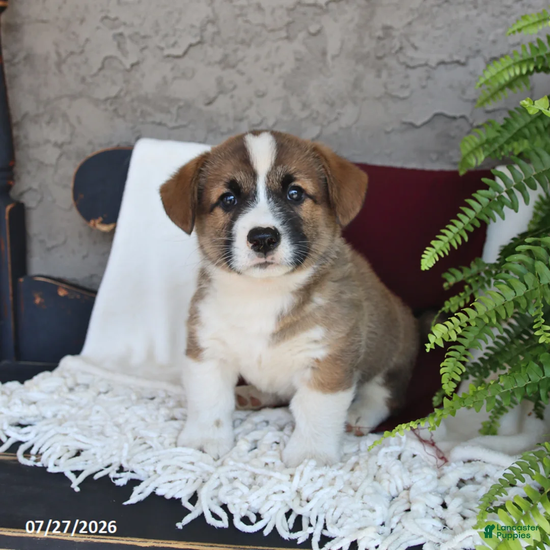 Welsh Corgi Pembroke dogs for sale: Loki - Ad 3