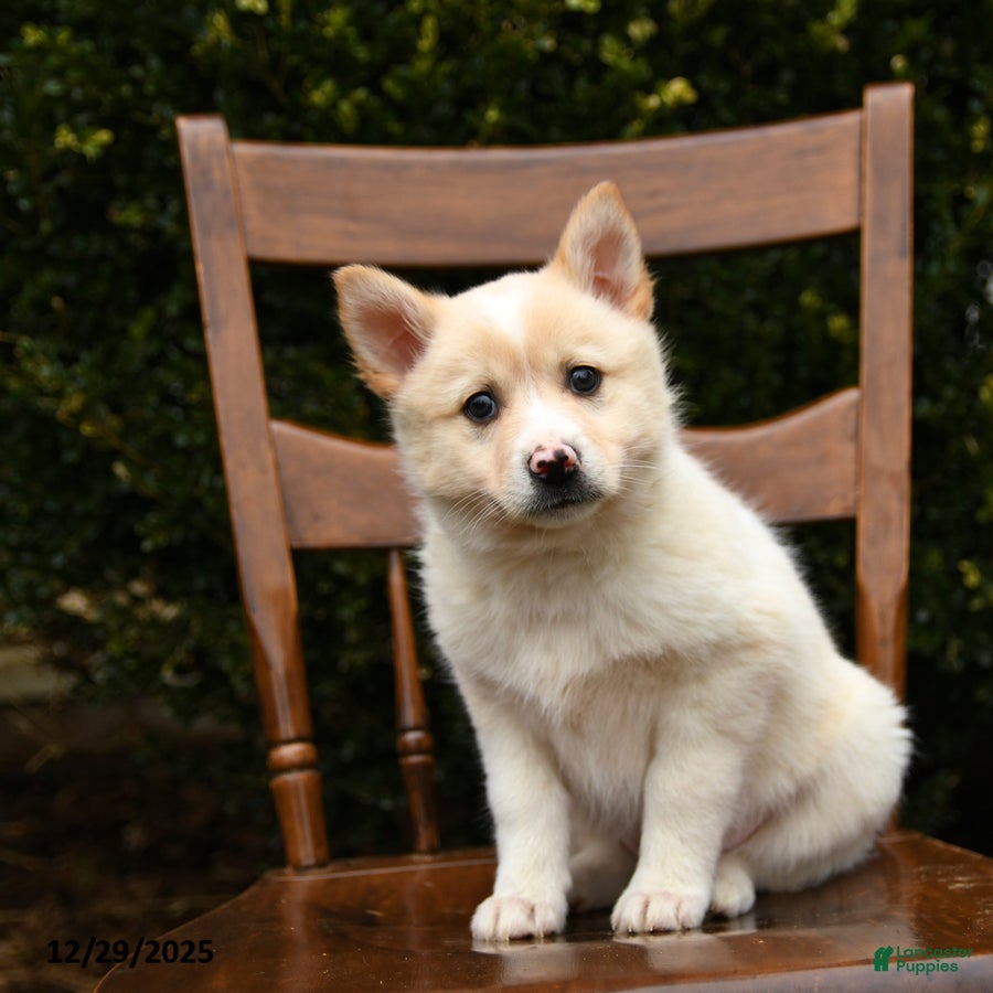 Mixed Breed dogs Olivia - Ad 42